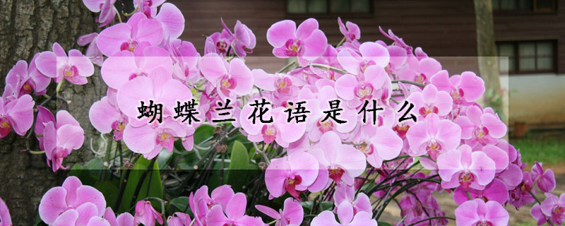 蝴蝶蘭花語(yǔ)是什么