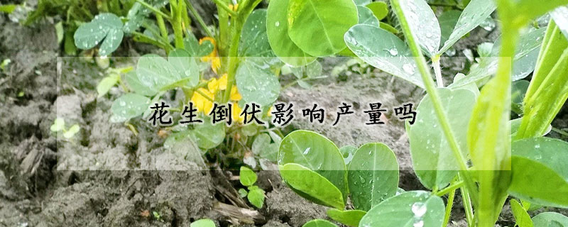 花生倒伏影響產(chǎn)量嗎