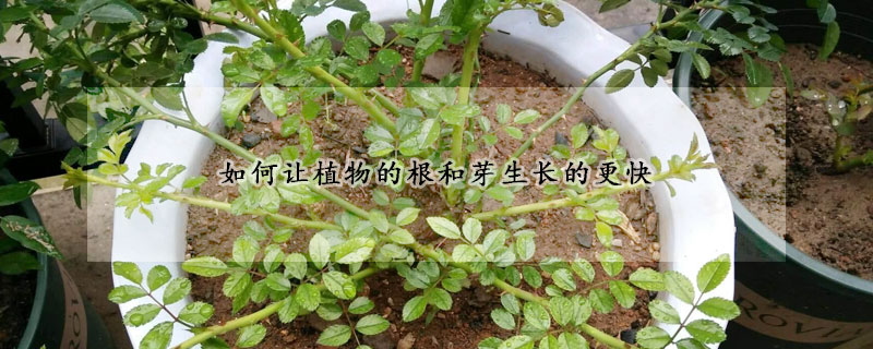 如何讓植物的根和芽生長的更快