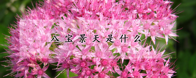 八寶景天是什么