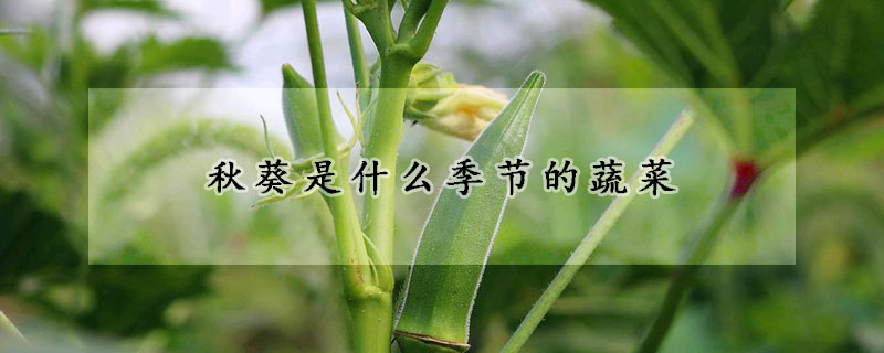秋葵是什么季節的蔬菜