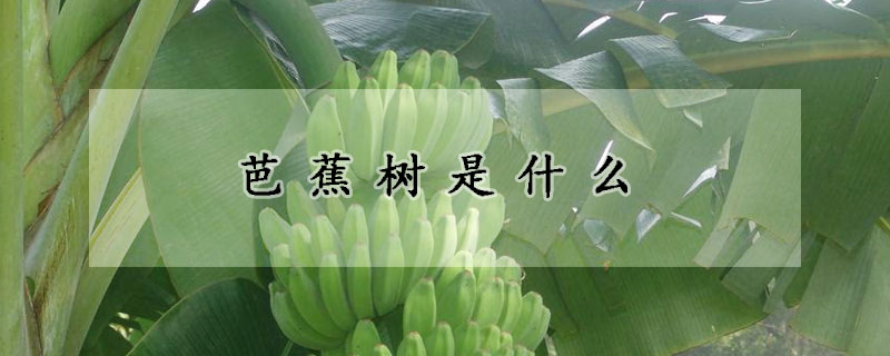 芭蕉樹是什么