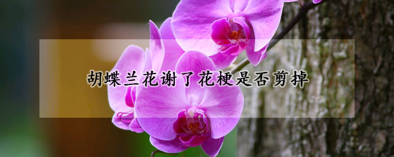 胡蝶蘭花謝了花梗是否剪掉