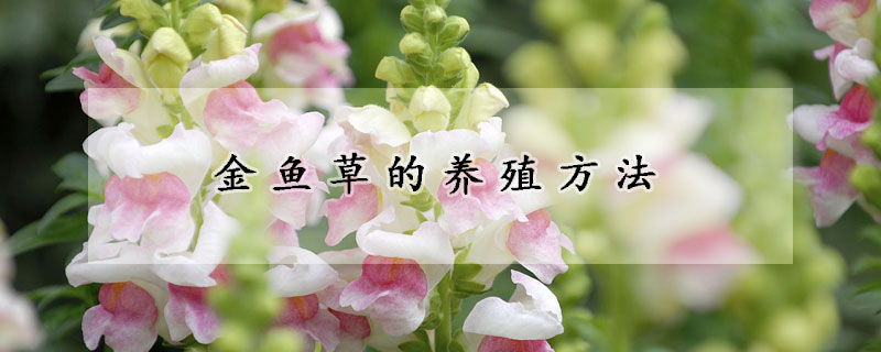 金魚草的養殖方法