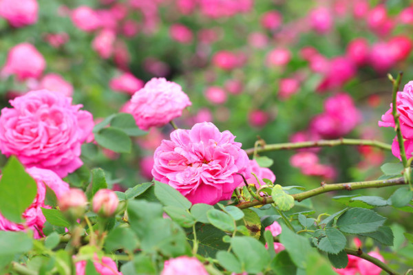 家里種玫瑰花好嗎風(fēng)水 家里種玫瑰花寓意好嗎