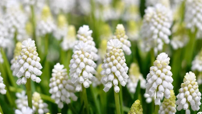 白色風信子花語