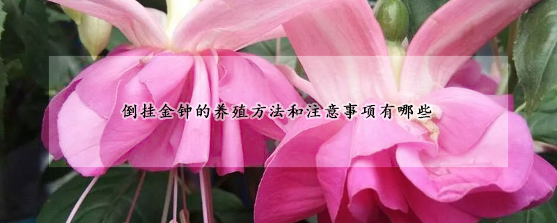 倒掛金鐘的養(yǎng)殖方法和注意事項(xiàng)有哪些