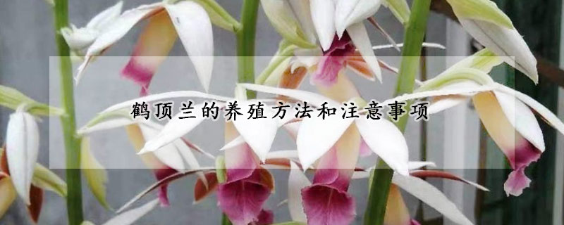 鶴頂蘭的養(yǎng)殖方法和注意事項(xiàng)