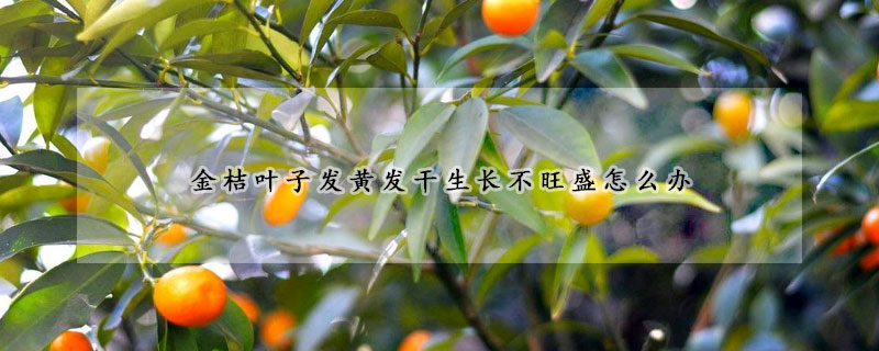 金桔葉子發黃發干生長不旺盛怎么辦