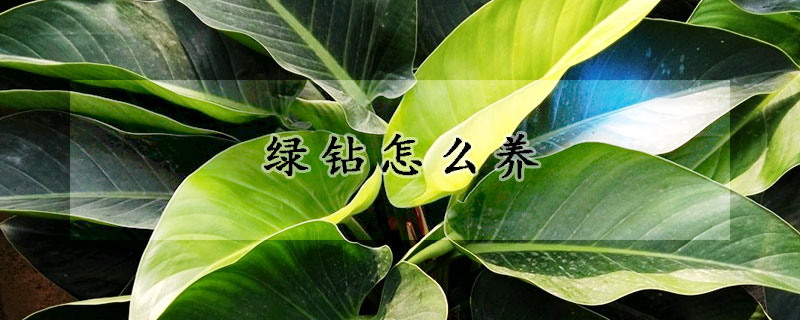 綠鉆怎么養(yǎng)
