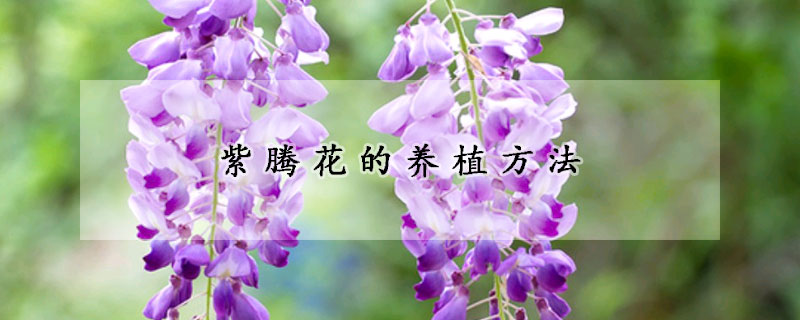 紫騰花的養(yǎng)植方法