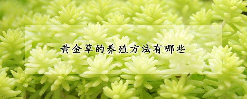 黃金草的養(yǎng)殖方法有哪些