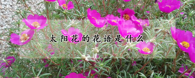 太陽(yáng)花的花語(yǔ)是什么