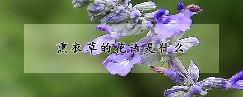 熏衣草的花語是什么