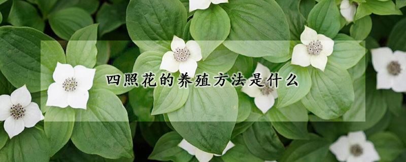 四照花的養殖方法是什么