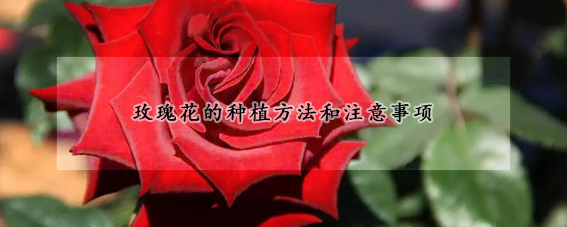玫瑰花的種植方法和注意事項(xiàng)