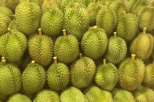 榴蓮怎么樣才算熟