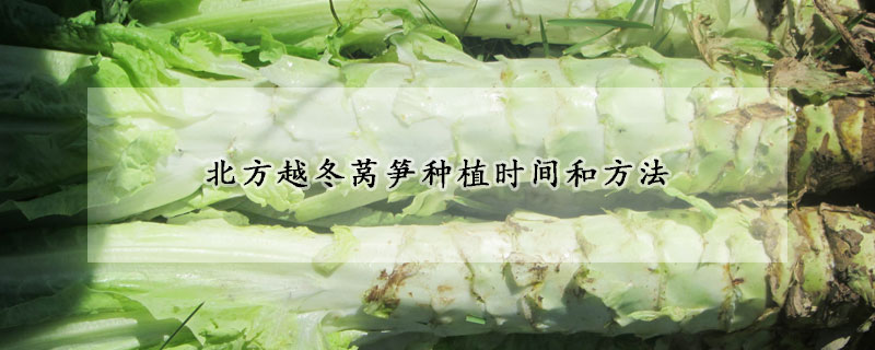 北方越冬萵筍種植時(shí)間和方法