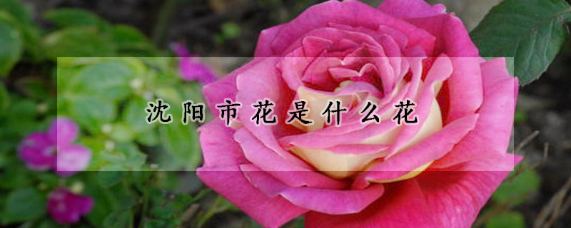 沈陽(yáng)市花是什么花