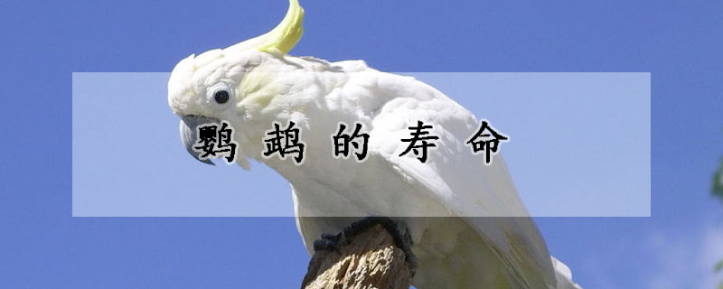鸚鵡的壽命