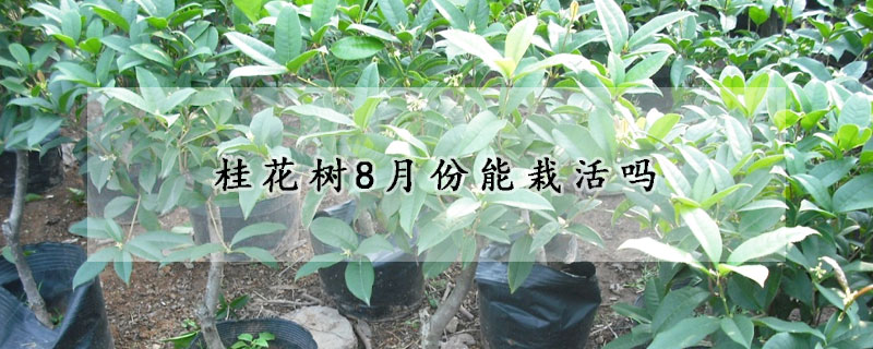 桂花樹8月份能栽活嗎