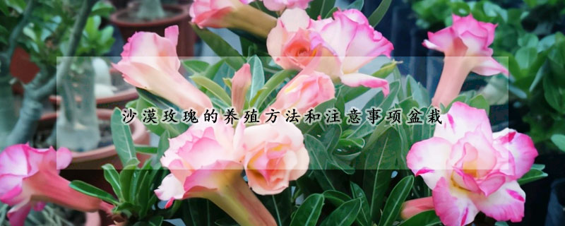 沙漠玫瑰的養殖方法和注意事項盆栽