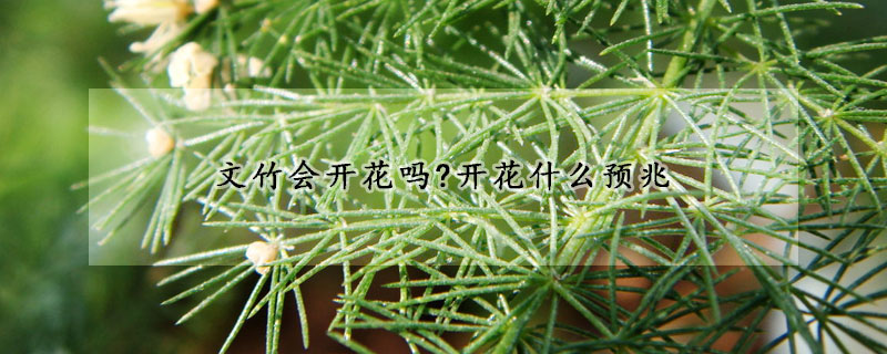 文竹會開花嗎?開花什么預兆