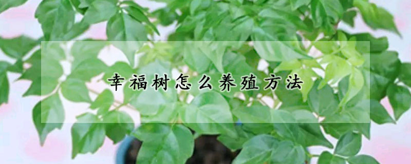 幸福樹怎么養(yǎng)殖方法