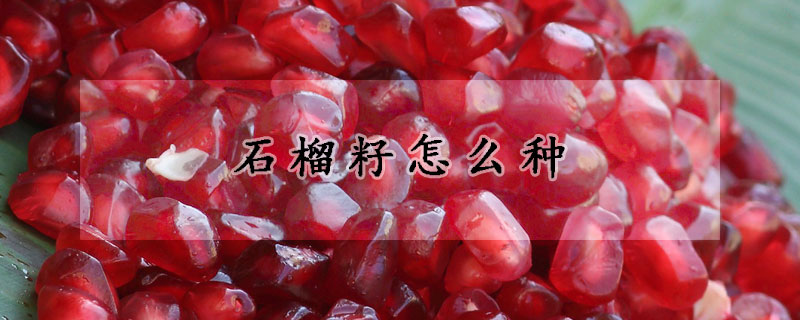 石榴籽怎么種