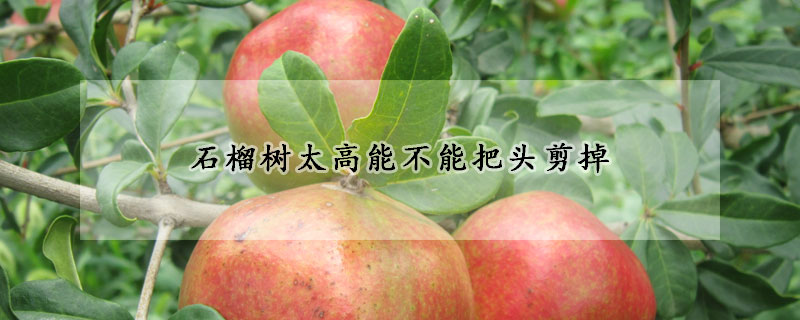 石榴樹太高能不能把頭剪掉