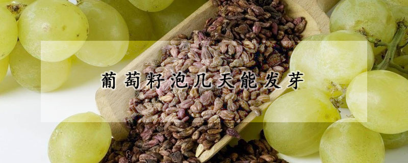 葡萄籽泡幾天能發芽