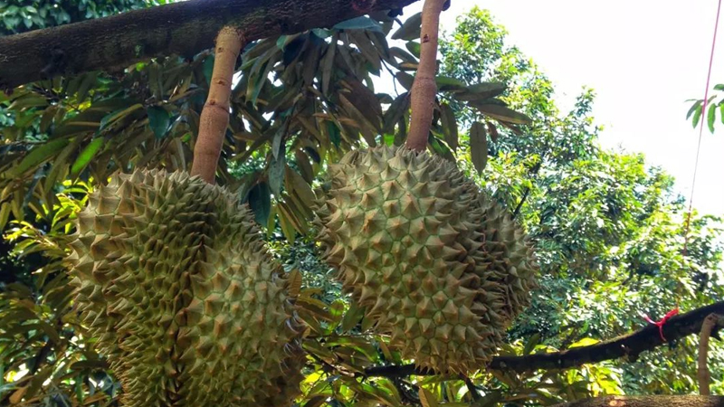 榴蓮怎么種植視頻教程