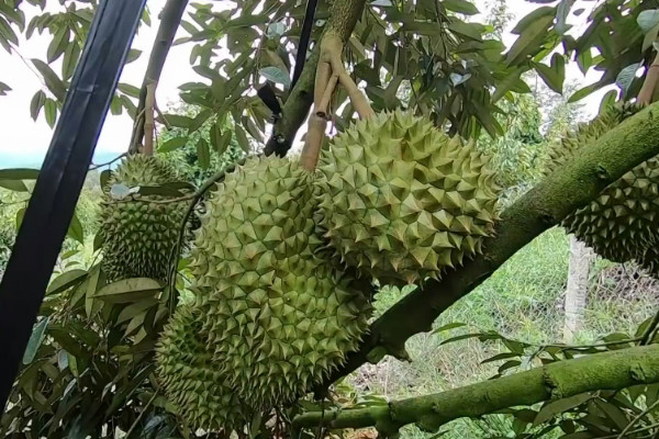 榴蓮怎么種植視頻教程