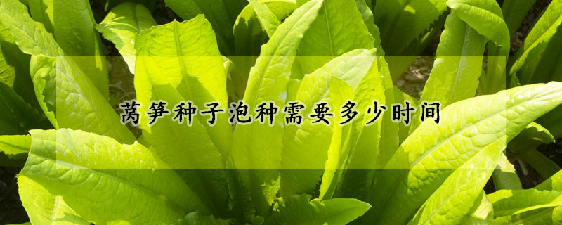 萵筍種子泡種需要多少時(shí)間