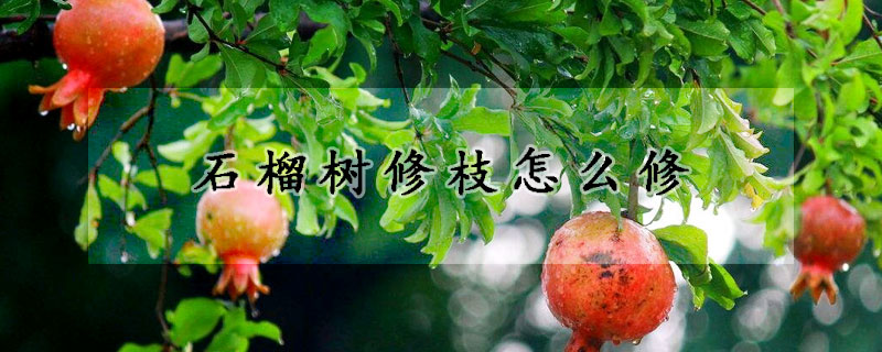 石榴樹修枝怎么修