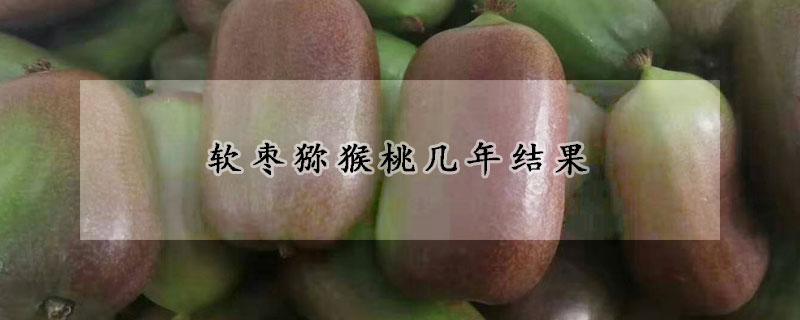 軟棗獼猴桃?guī)啄杲Y(jié)果