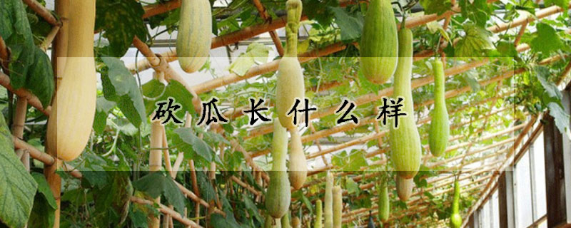 砍瓜長什么樣