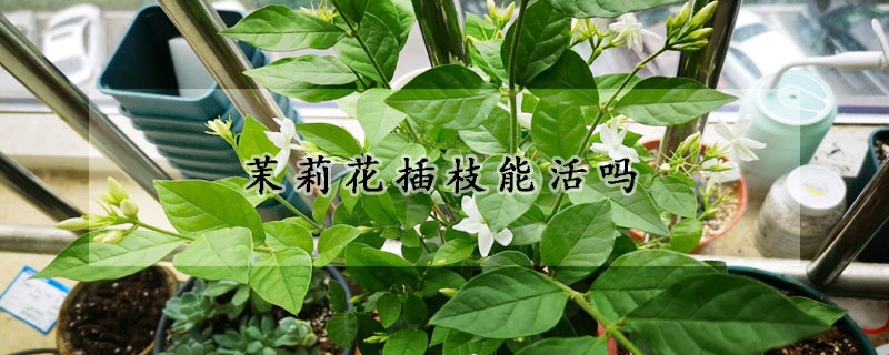 茉莉花插枝能活嗎