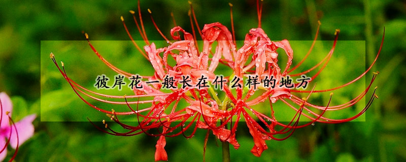 彼岸花一般長在什么樣的地方