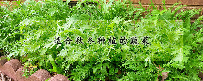適合秋冬種植的蔬菜