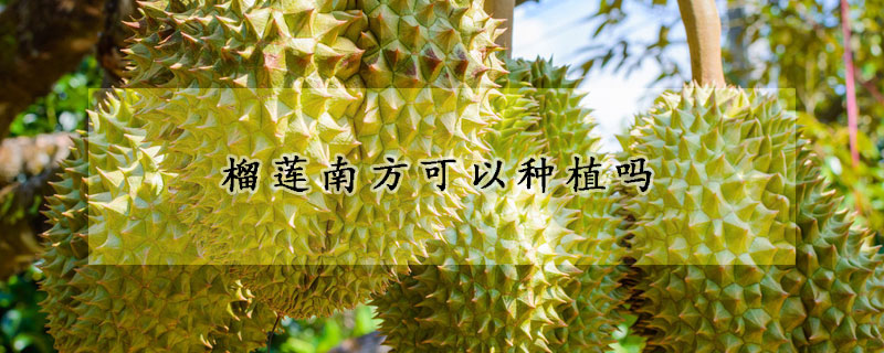 榴蓮南方可以種植嗎