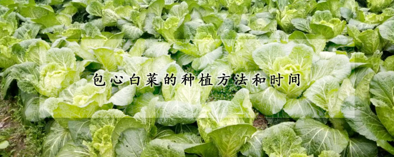 包心白菜的種植方法和時(shí)間