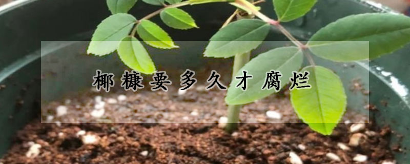 椰糠要多久才腐爛