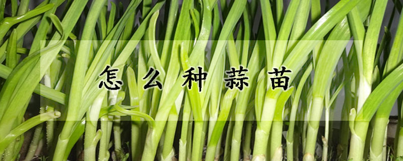 怎么種蒜苗