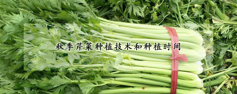 秋季芹菜種植技術(shù)和種植時(shí)間