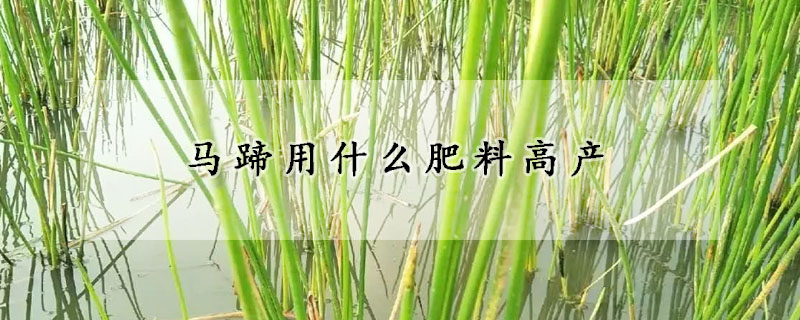 馬蹄用什么肥料高產(chǎn)