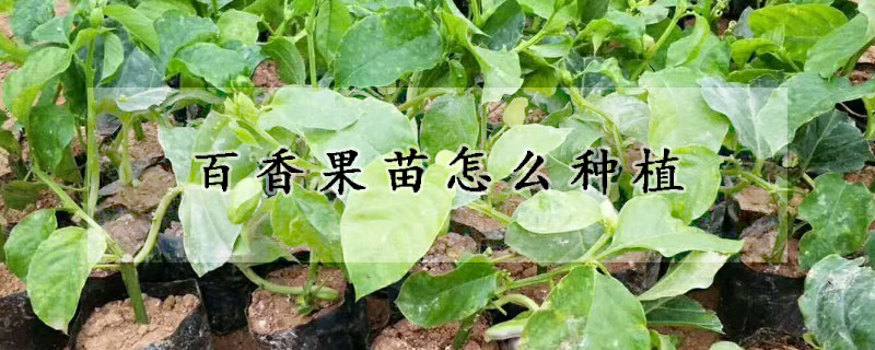 百香果苗怎么種植