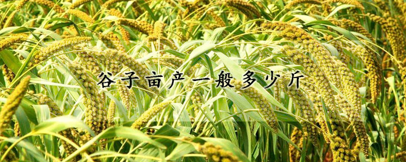 谷子畝產一般多少斤