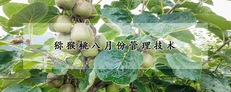 獼猴桃八月份管理技術(shù)