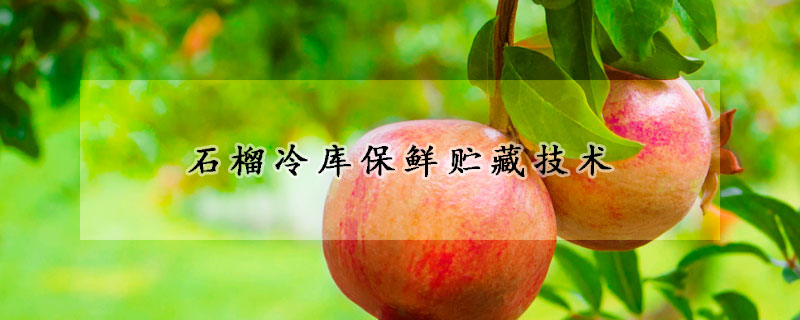 石榴冷庫保鮮貯藏技術